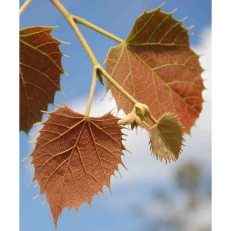 Tilia henryana - young leaves in Spring