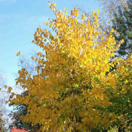 Tilia japonica 'Ernest Wilson' Tilia japonica 'Ernest Wilson'