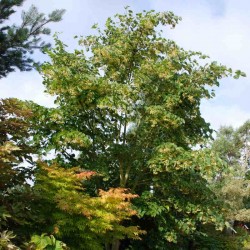 Tilia japonica 'Ernest Wilson'
