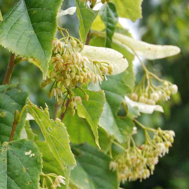 Tilia kiusiana