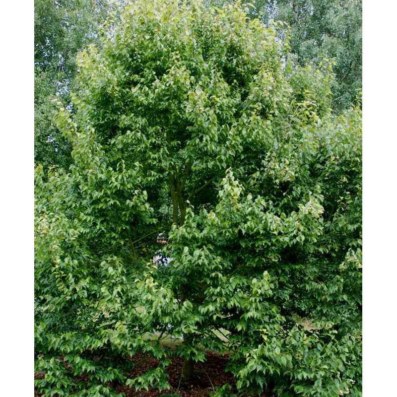 Tilia kiusiana Tilia kiusiana