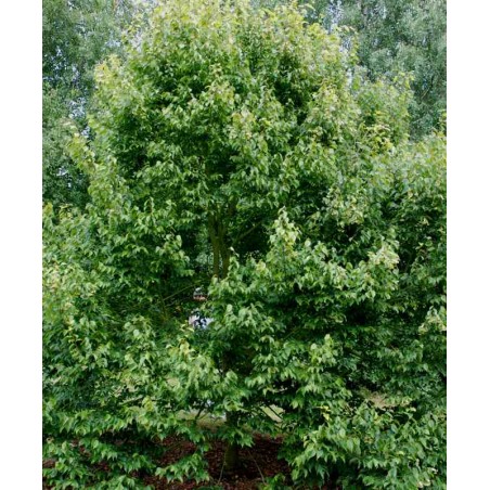 Tilia kiusiana Tilia kiusiana