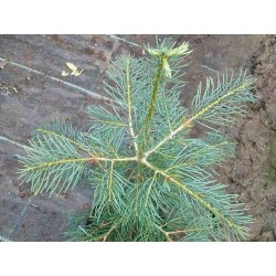 Abies concolor