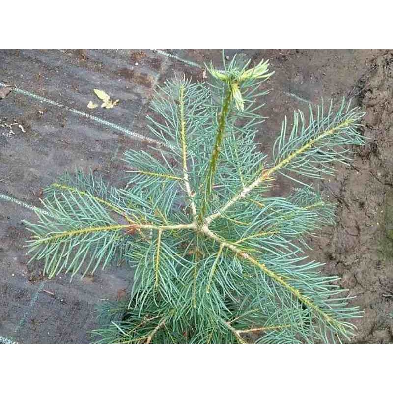 Abies concolor Abies concolor