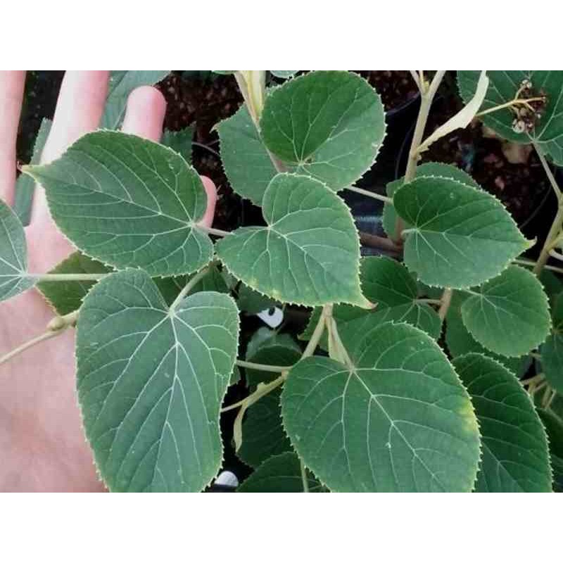 Tilia maximowicziana Tilia maximowicziana
