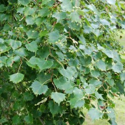 Tilia mongolica - leaves close up