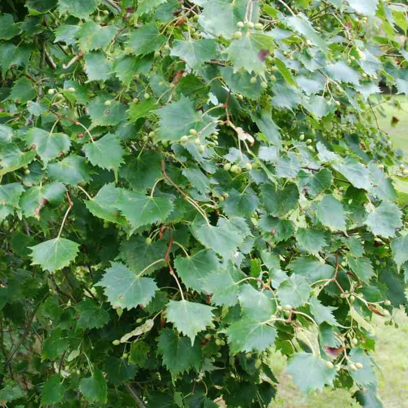 Tilia mongolica (Mongolian Lime)