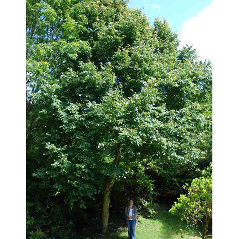 Tilia mongolica Tilia mongolica
