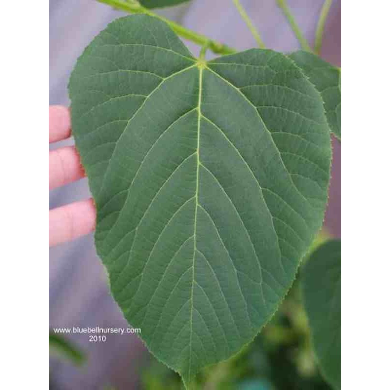 Tilia monticola Tilia monticola