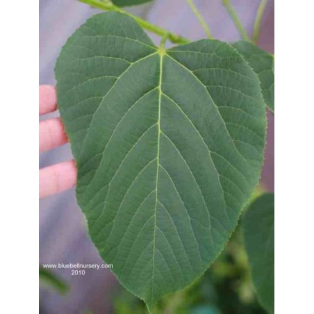 Tilia monticola Tilia monticola