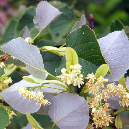 Tilia oliveri Tilia oliveri