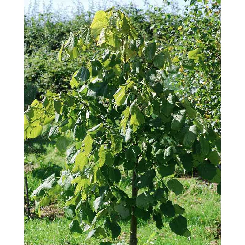Tilia oliveri