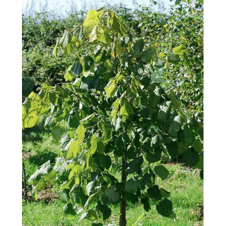 Tilia oliveri Tilia oliveri