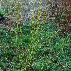 Tilia platyphyllos 'Aurea' (winter bark colour)