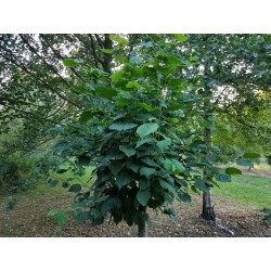 Tilia platyphyllos 'Aurea' in summer after being pollarded in the previous winter at 6ft tall.