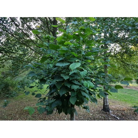 Tilia platyphyllos 'Aurea' in summer after being pollarded in the previous winter at 6ft tall. Tilia platyphyllos 'Aurea' in summer after being pollarded in the previous winter at 6ft tall.