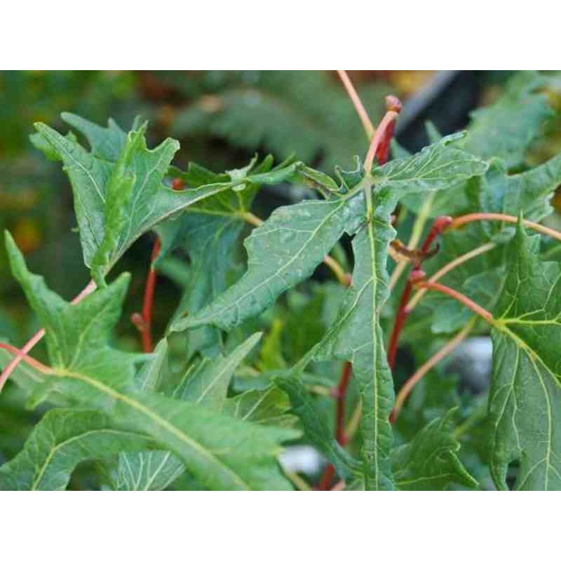 Tilia platyphyllos 'Laciniata' Tilia platyphyllos 'Laciniata'