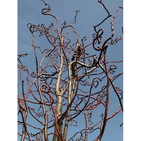Tilia platyphyllos 'Tortuosa' - twisted stems in winter