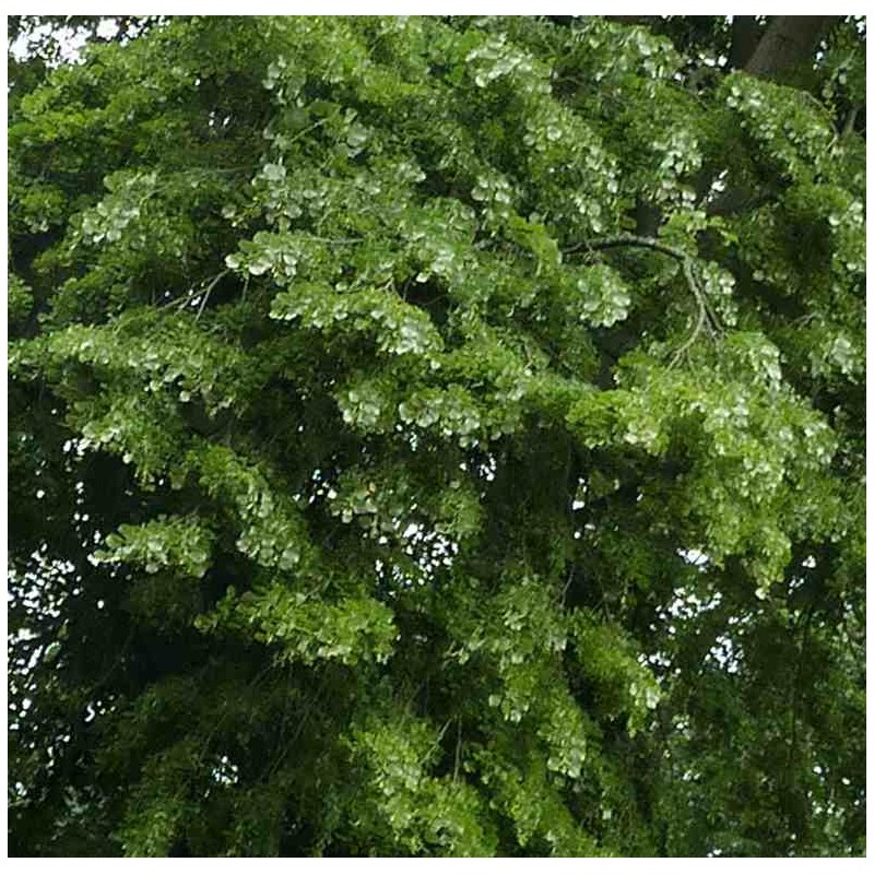 Tilia tomentosa 'Petiolaris' Tilia tomentosa 'Petiolaris'