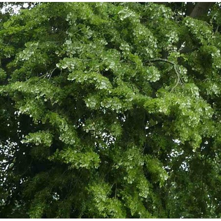 Tilia tomentosa 'Petiolaris'