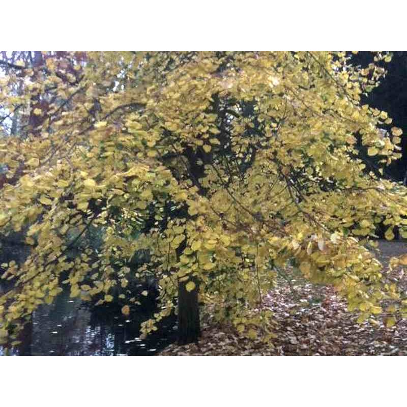 Tilia tomentosa 'Petiolaris'