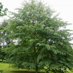Tilia tuan var chinensis
