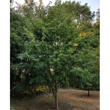 Tilia x 'Harold Hillier'