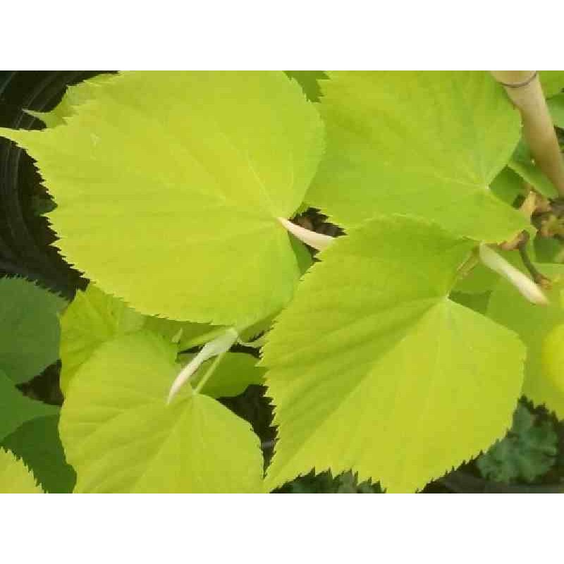 Tilia x europaea 'Wratislaviensis'