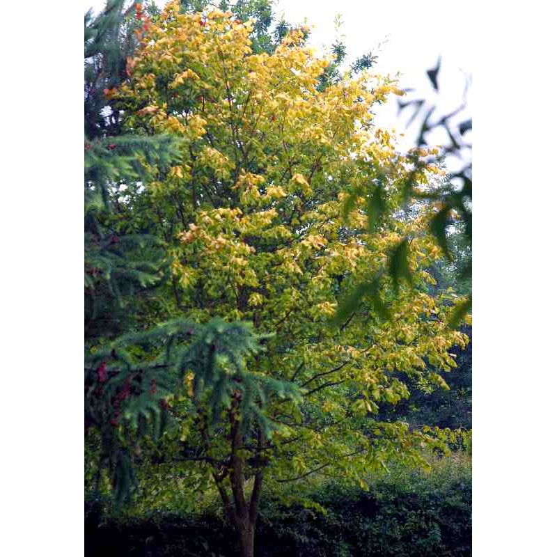 Tilia x europaea 'Wratislaviensis'