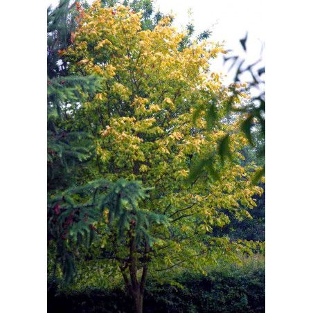 Tilia x europaea 'Wratislaviensis' Tilia x europaea 'Wratislaviensis'