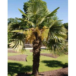 Trachycarpus fortunei - established tree