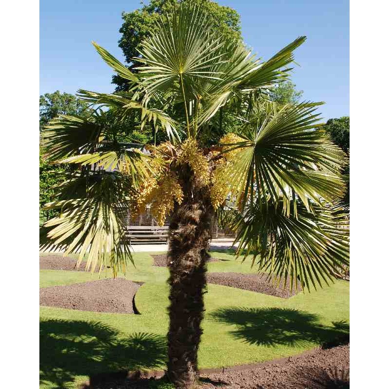 Trachycarpus fortunei - established tree