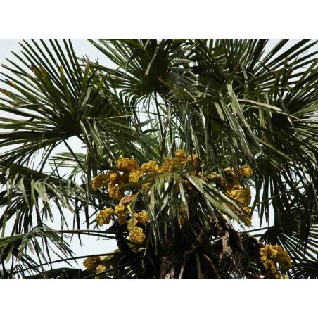 Trachycarpus fortunei Trachycarpus fortunei
