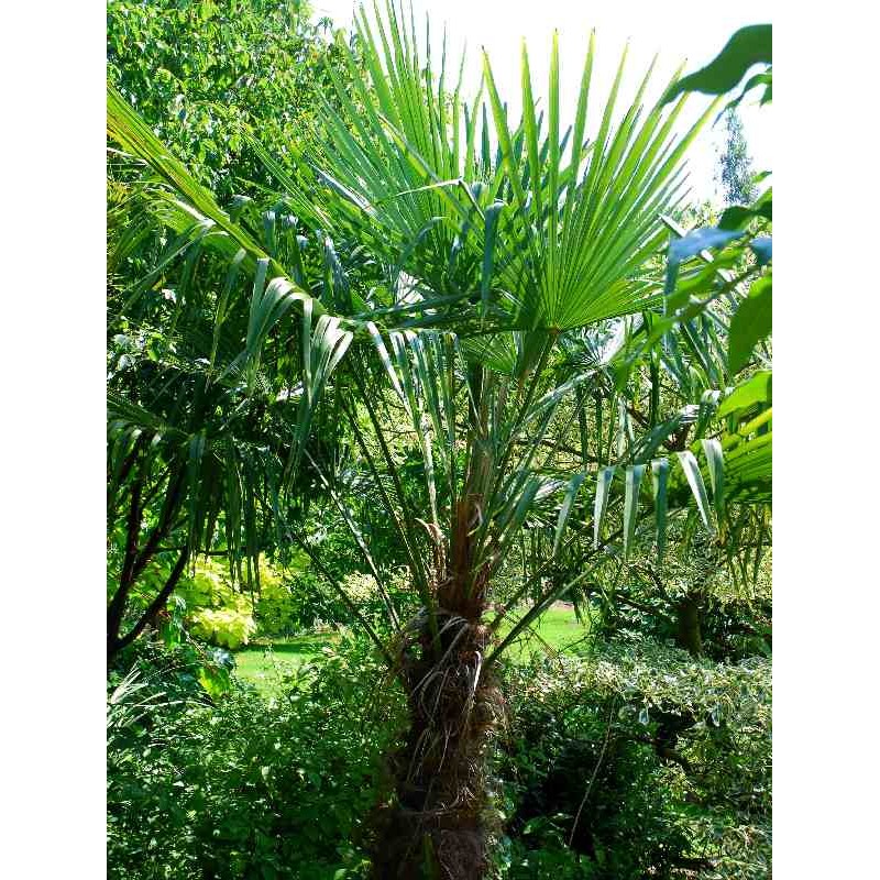 Trachycarpus fortunei