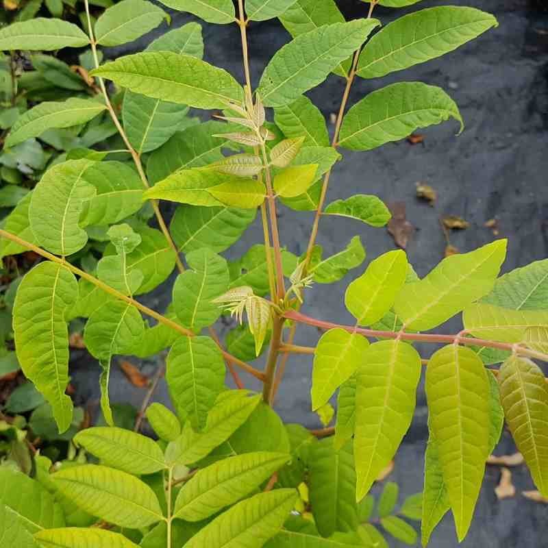 Toona sinensis