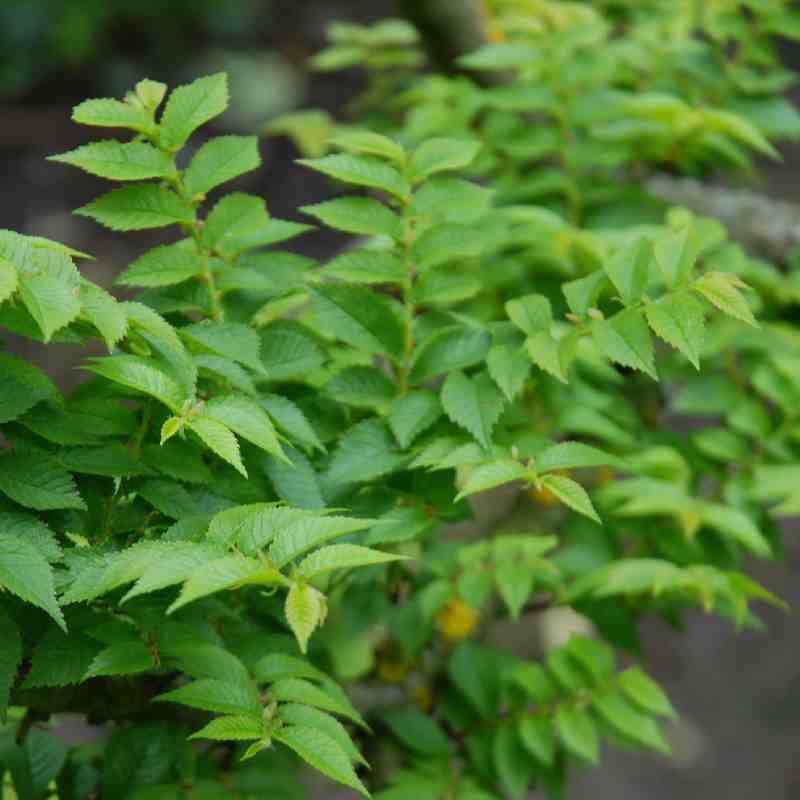 Ulmus x hollandica 'Jacqueline Hillier'