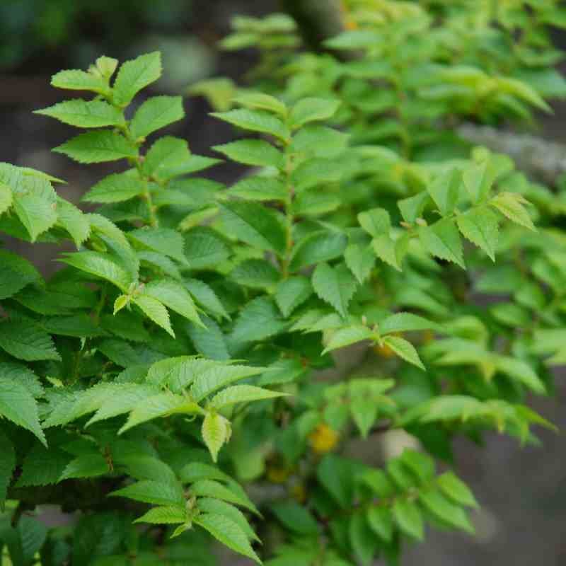 Ulmus x hollandica 'Jacqueline Hillier' Ulmus x hollandica 'Jacqueline Hillier'