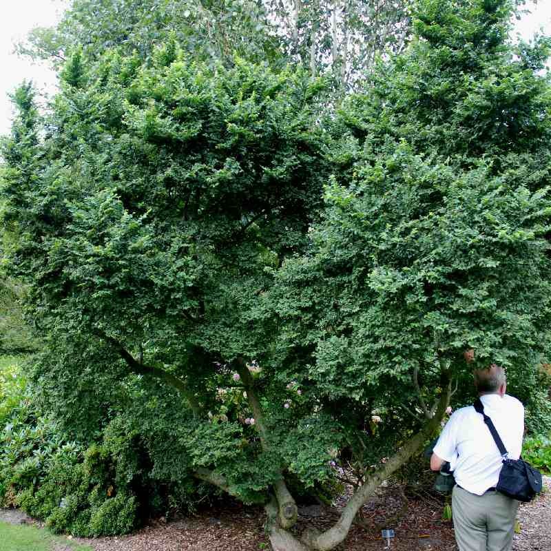 Ulmus x hollandica 'Jacqueline Hillier'