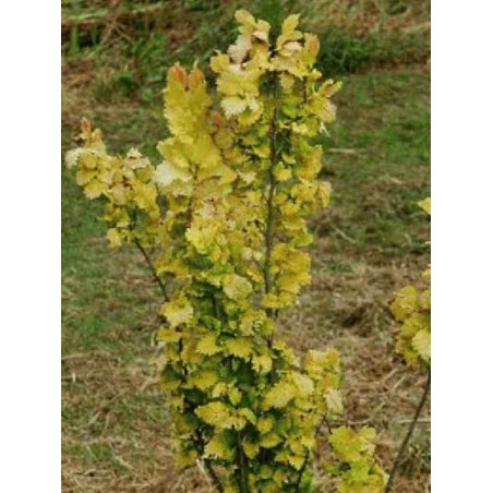 Ulmus x hollandica 'Dampieri Aurea' Ulmus x hollandica 'Dampieri Aurea'