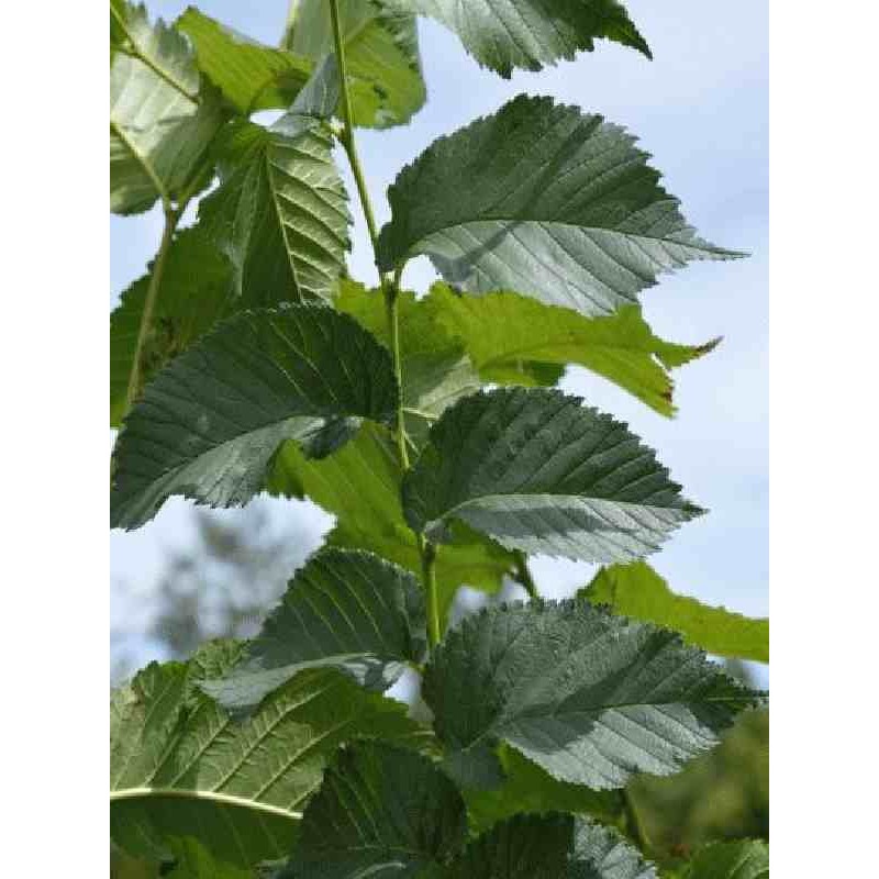 Ulmus 'Dodoens' Ulmus 'Dodoens'