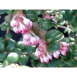 Vaccinium floribundum