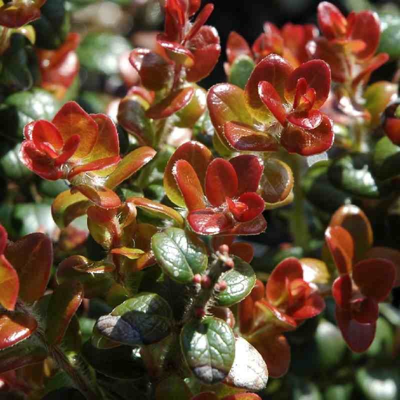 Vaccinium floribundum