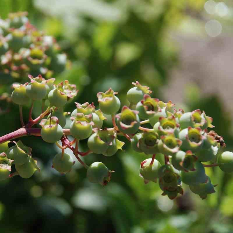 Vaccinium corymbosum 'Berkeley' Vaccinium corymbosum 'Berkeley'