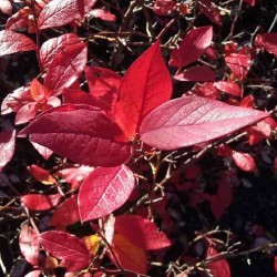 Vaccinium corymbosum 'Bluecrop'
