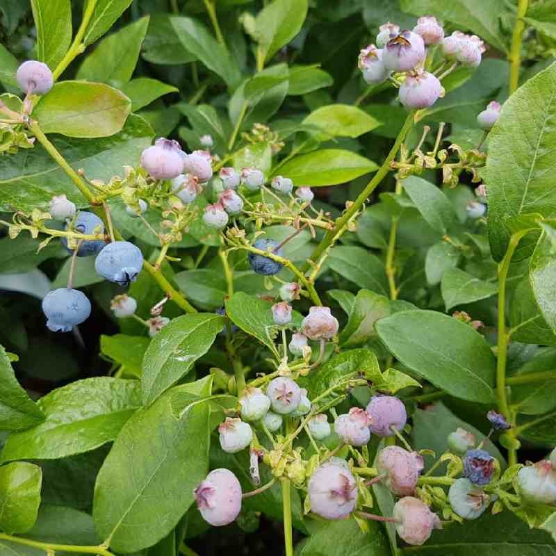 Vaccinium corymbosum 'Bluecrop' Vaccinium corymbosum 'Bluecrop'