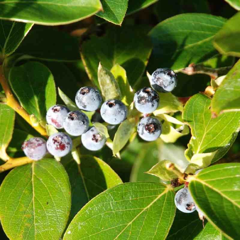 Vaccinium glaucoalbum - berries Vaccinium glaucoalbum - berries