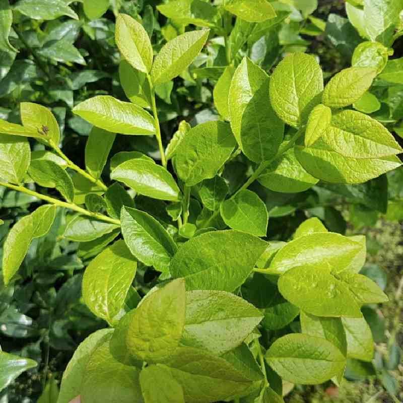 Vaccinium corymbosum 'Bluegold' Vaccinium corymbosum 'Bluegold'
