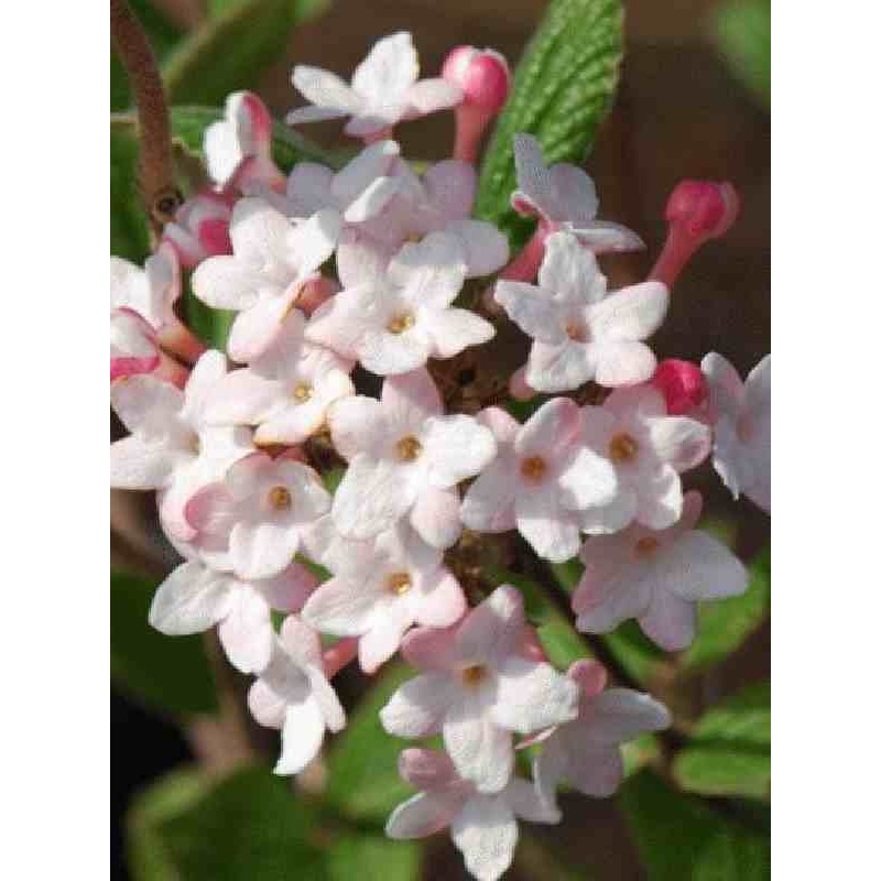Viburnum carlesii 'Aurora' Viburnum carlesii 'Aurora'