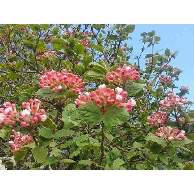 Viburnum carlesii 'Aurora'