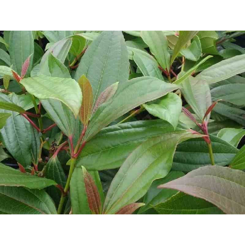 Viburnum davidii Viburnum davidii